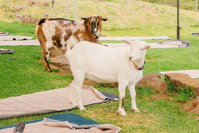 Goat Yoga with Miniature Goats In Maui - Authenticity and Guest Experiences