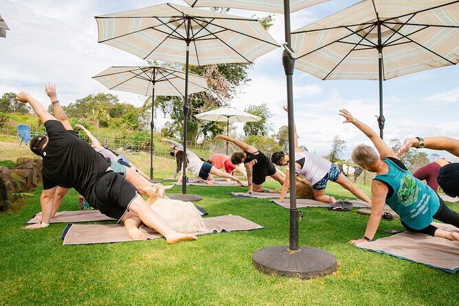 Goat Yoga with Miniature Goats In Maui - The Sum Up