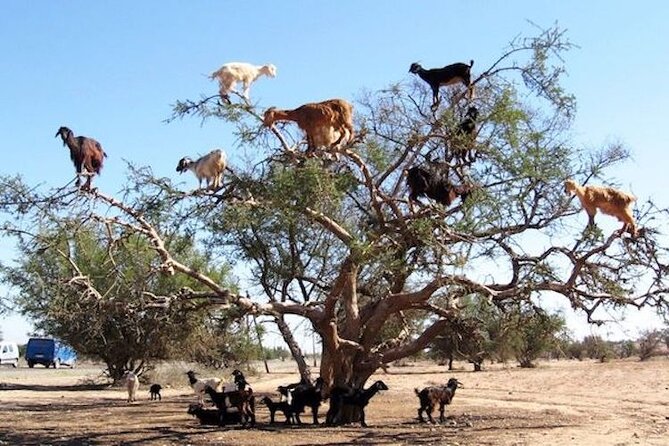 Goats on the Tree Trip From Agadir & Taghazout - Pricing and Booking