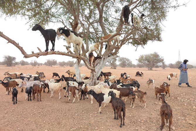 Goats on the Tree Trip From Agadir & Taghazout - Trip Overview