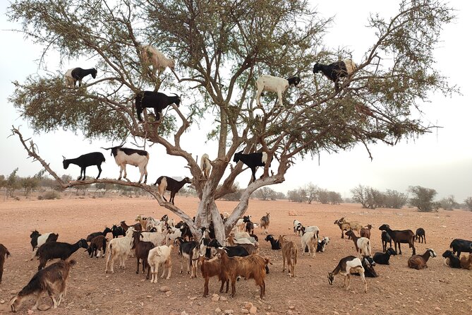 Goats on the Tree Trip From Agadir & Taghazout - Additional Details