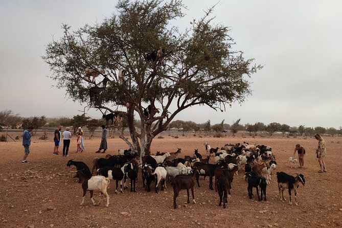 Goats on the Tree Trip From Agadir & Taghazout - Lowest Price Guarantee