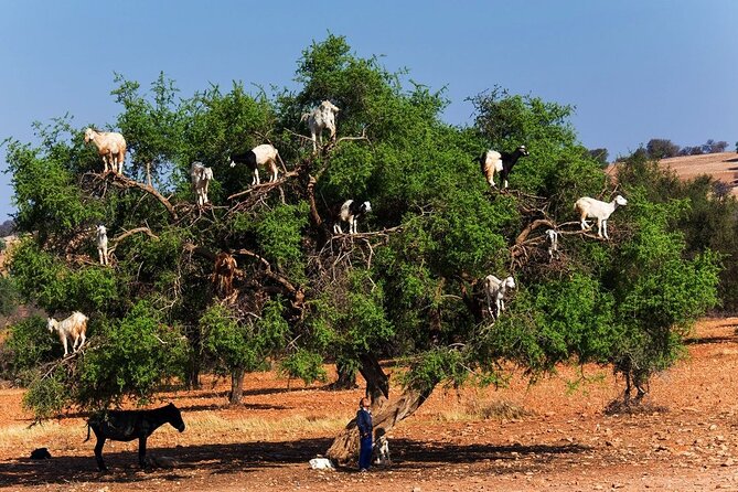 Goats on the Tree Trip From Agadir & Taghazout - Private Driver/Guide Provided