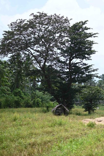 Godakawela Village Tour With Traditional 4 Causes Lunch - Tour Itinerary and Highlights
