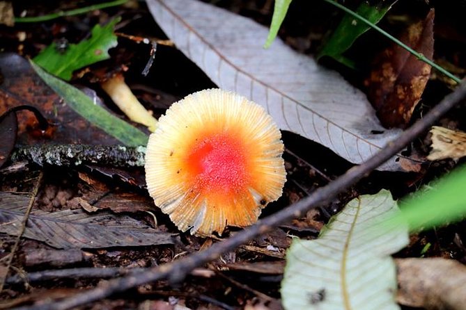 Godavari to Fulchoki Day Hike Near Kathmandu - Additional Information