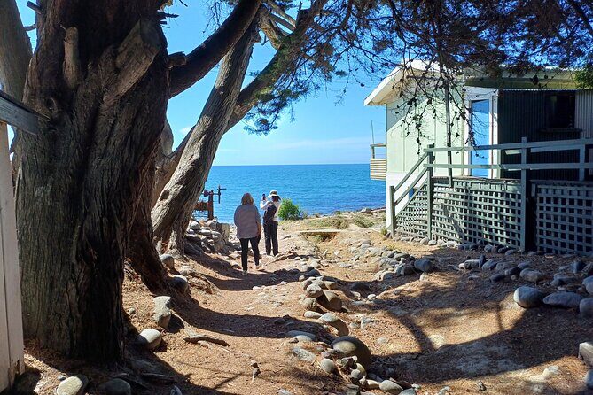 Godley Head Scenic Drive & Guided Walk (Shore Excursion) - Good To Know