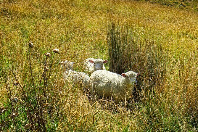 Godley Head Scenic Drive & Walking Tour (Private Shore Excursion) - Final Thoughts