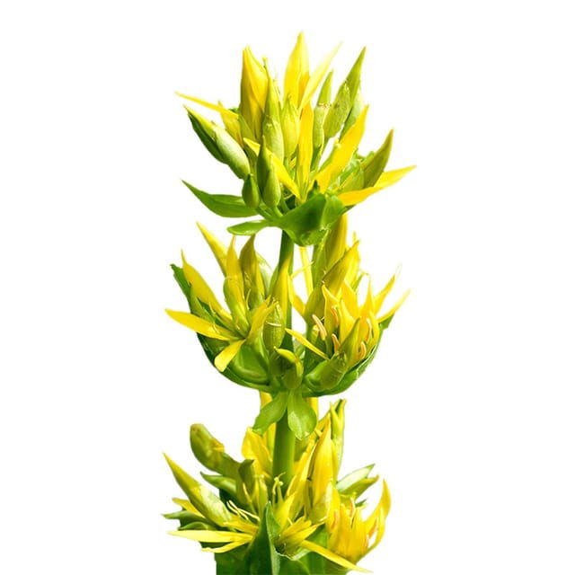 Going for Spontaneous and Medicinal Plants in Salento - Itinerary Highlights