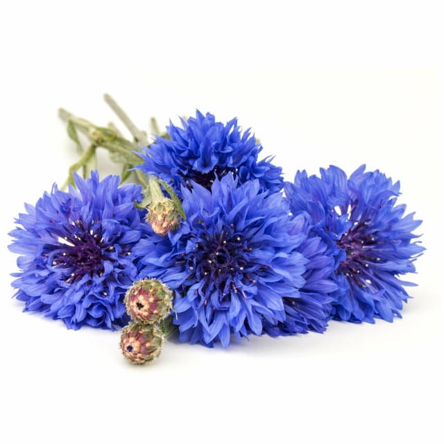 Going for Spontaneous and Medicinal Plants in Salento - Discovering Salentos Flora