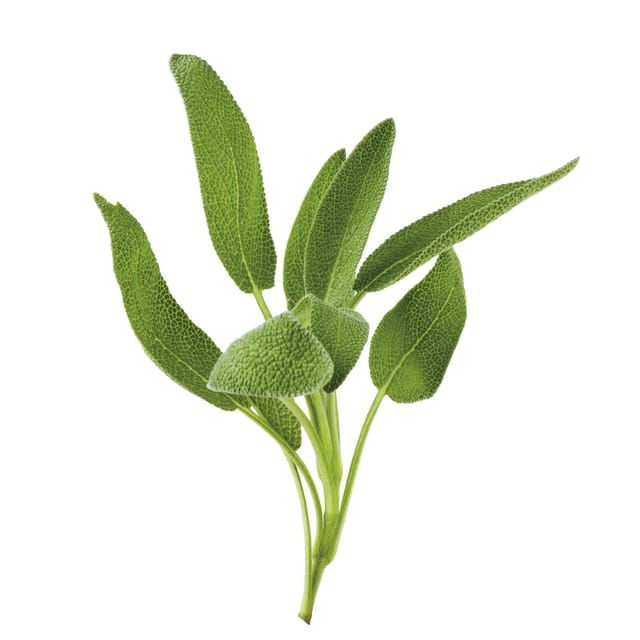 Going for Spontaneous and Medicinal Plants in Salento - Guided Exploration of Countryside