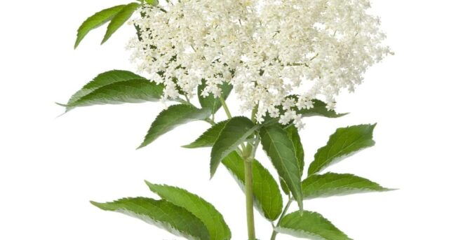 Going for Spontaneous and Medicinal Plants in Salento - Booking Your Adventure