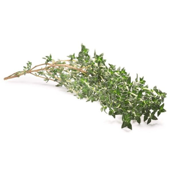 Going for Spontaneous and Medicinal Plants in Salento - Tips for a Memorable Experience