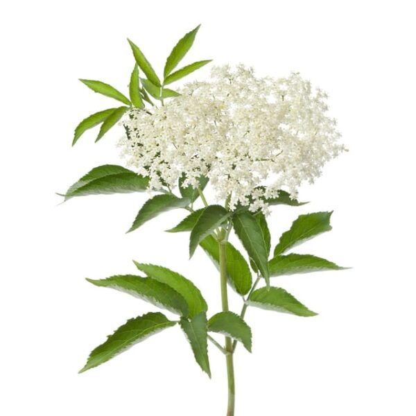 Going for Spontaneous and Medicinal Plants in Salento - Frequently Asked Questions