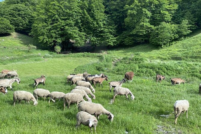 Gokedem 10-Day All Inclusive Trip to Athens and Northern Greece - Northern Greece Exploration