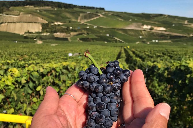 Gold Champagne Experience From Reims (Small Group Tour) - Common Questions