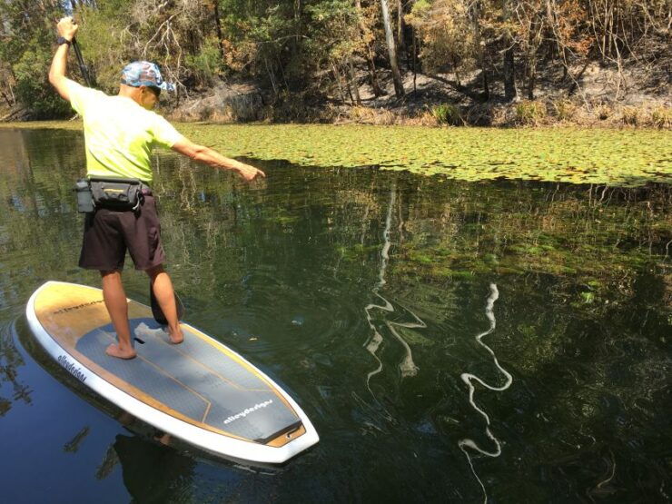 Gold Coast: 2-Hour Standup Paddleboarding Tour & Marine Life - Standup Paddleboarding Experience Highlights