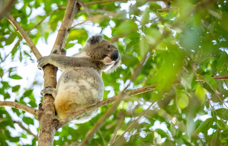 Gold Coast Day Tour from Brisbane - Coombabah brings wildlife into the day