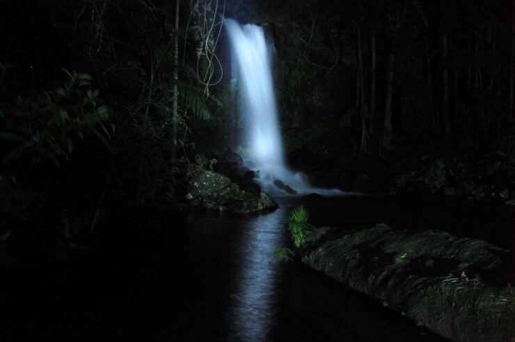 Gold Coast: Evening Rainforest and Glow Worm Experience - Booking Details and Tour Information