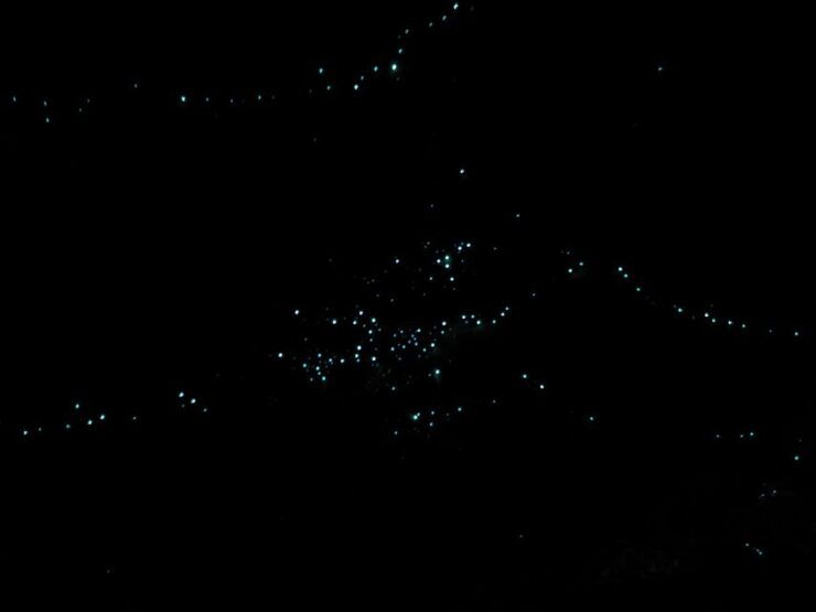 Gold Coast Glow Worm Night Tour (Chinese Group) - Booking Details