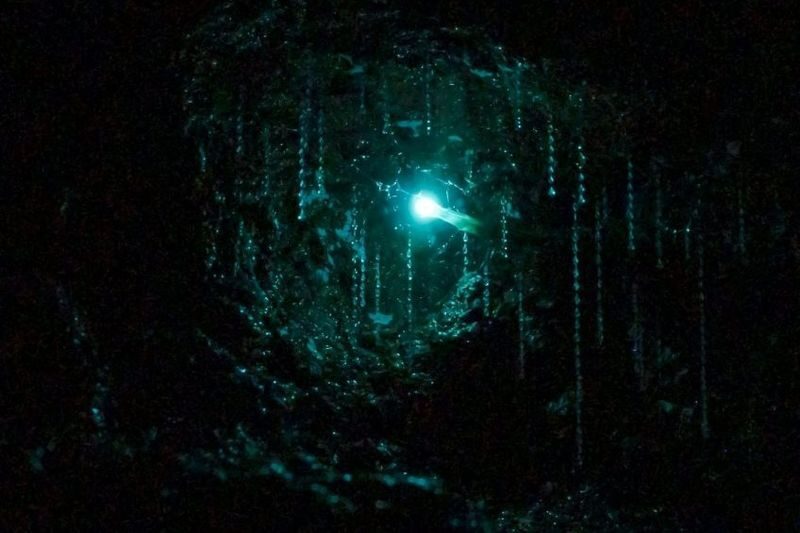 Gold Coast Glow Worm Night Tour (Chinese Guided) - The waterfall, forest life and guide commentary