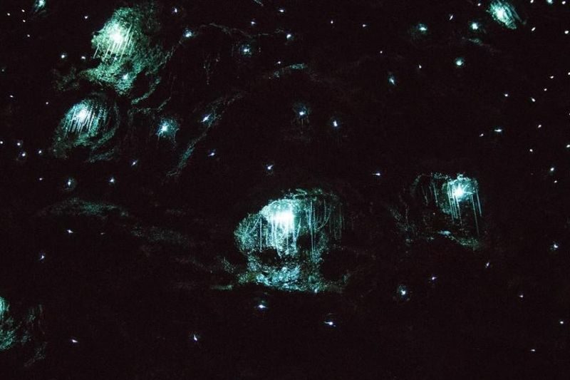 Gold Coast Glow Worm Night Tour (Chinese Guided) - Should you book the Gold Coast glow-worm tour?