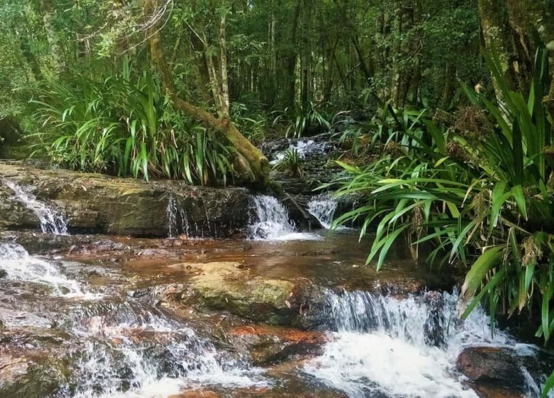Gold Coast: Glow Worms Day/Night Rainforest & Waterfall Walk - What You Can Expect from the Tour