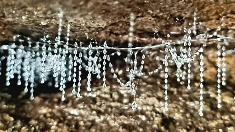 Gold Coast: Glow Worms Day/Night Rainforest & Waterfall Walk - Price and Value