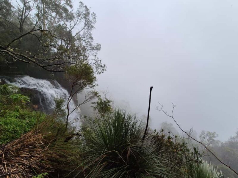 Gold Coast: Glow Worms Day/Night Rainforest & Waterfall Walk - Who Will Love This Tour?