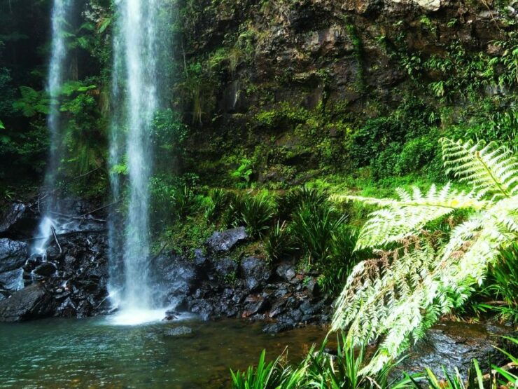 Gold Coast: Glow Worms Nocturnal Rainforest & Waterfall Walk - Booking Details