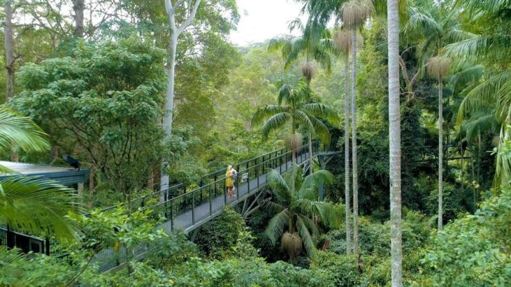 Gold Coast: Hop on Hop off Tour - Glow Worm Caves - Daytime - Tour Details and Booking Information