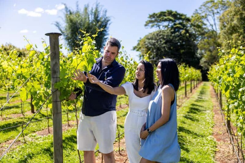 Gold Coast: Hop on Hop off Wine Tasting Tour to Mt Tamborine - Good To Know