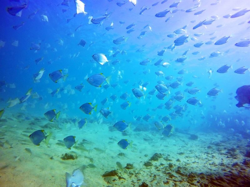 Gold Coast Introductory Scuba Diving Experience - Four hours, with timing shaped by the tide