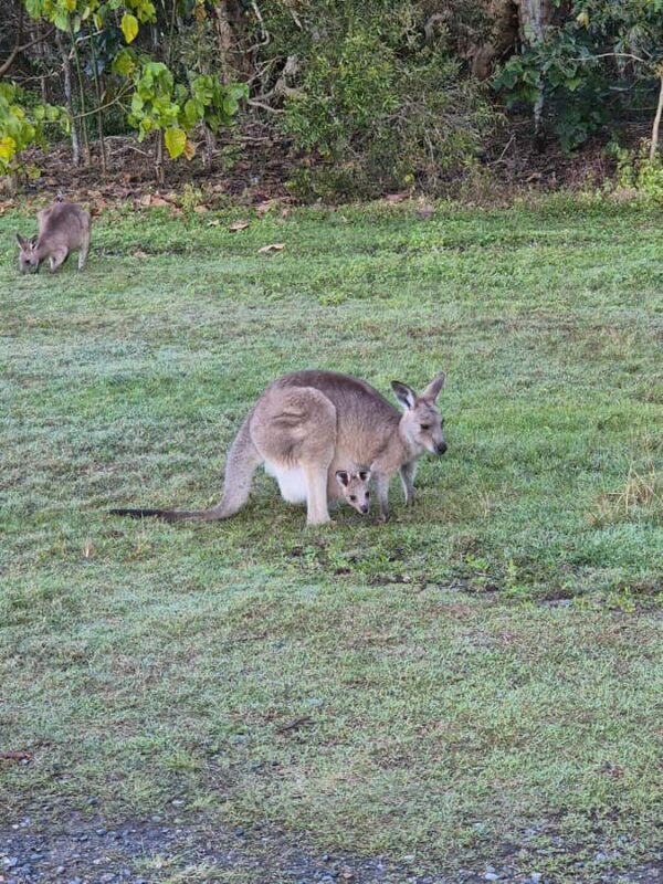 Gold Coast: Koalas, Glow Worms & Kangaroos Nature Experience - The Sum Up