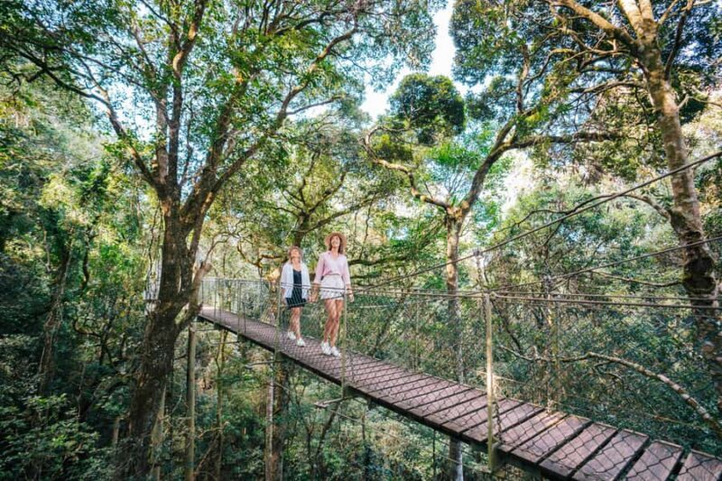 Gold Coast: Lamington Treetops, Wildlife and Vineyard Visit - Treetop Canopy Walk at Lamington National Park