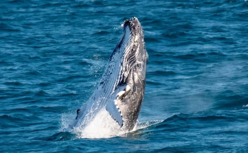 Gold Coast: Luxury Whale Watching Tour - Overview of the Experience