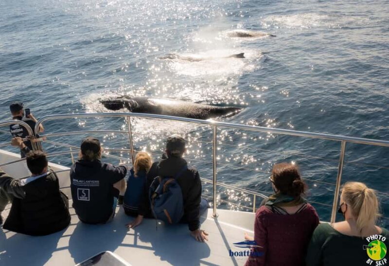 Gold Coast: Luxury Whale Watching Tour - The Whale Watching Itself