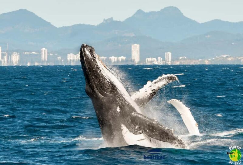 Gold Coast: Luxury Whale Watching Tour - Authentic Marine Education & Fun