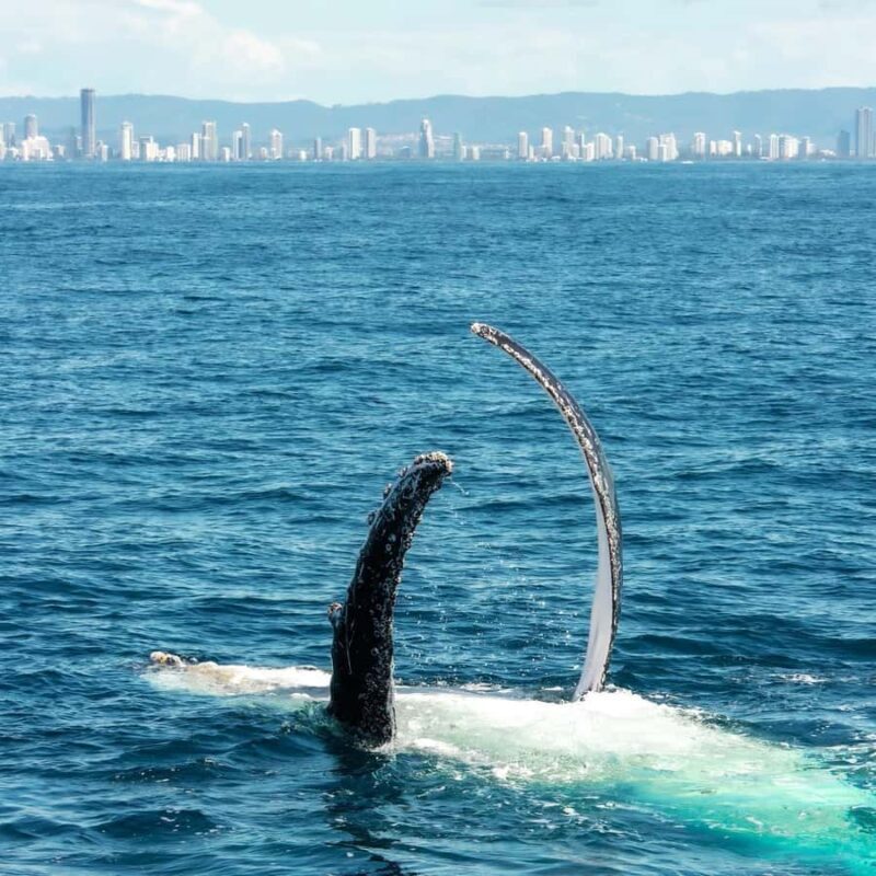 Gold Coast: Luxury Whale Watching Tour - Practical Details & Value