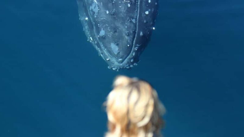 Gold Coast: Luxury Whale Watching Tour - Additional Considerations