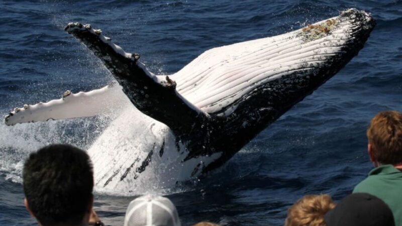 Gold Coast: Luxury Whale Watching Tour - The Sum Up