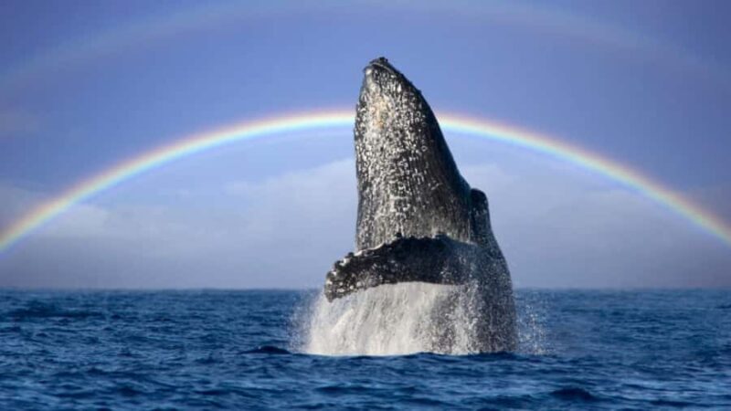 Gold Coast: Luxury Whale Watching Tour - FAQ