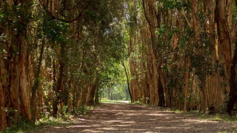 Gold Coast: Mount Tamborine Kangaroo and Koala Day Tour - An In-Depth Look at the Itinerary