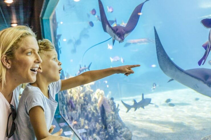Gold Coast: Movie World, Sea World & Wet'n'Wild 7-Day Pass - Experience Highlights