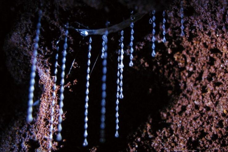 Gold Coast: Natural Bridge Glow Worm Night Tour - Payment Options and Live Guide