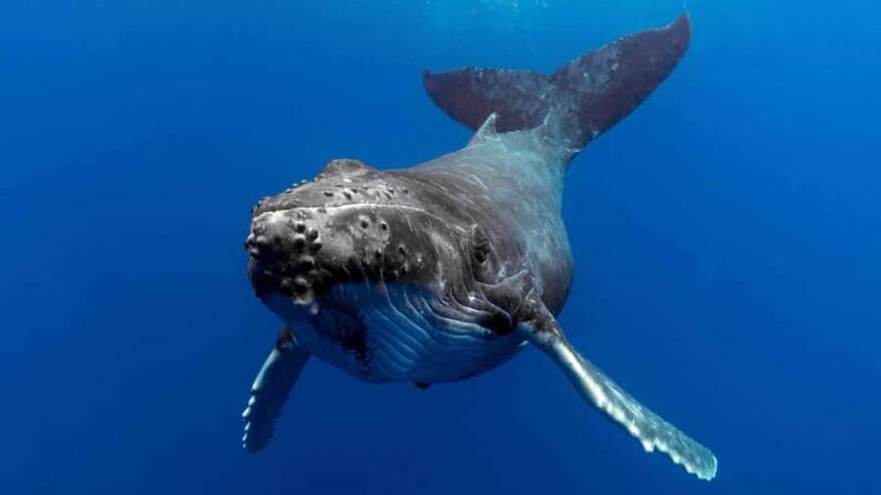 Gold Coast: Premium Whale Watching Cruise - Introduction