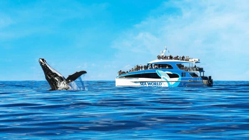 Gold Coast: Premium Whale Watching Cruise - Good To Know