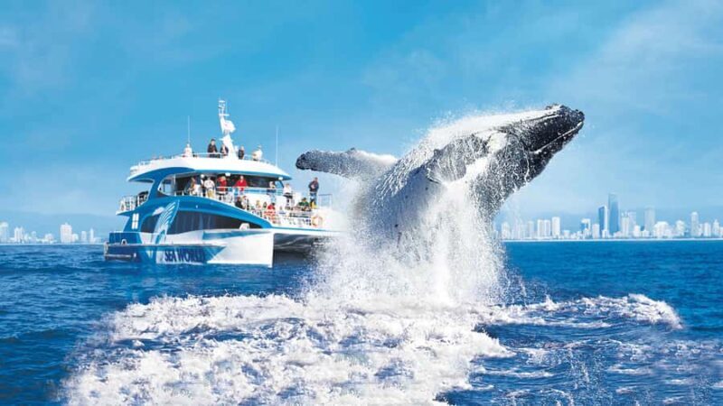 Gold Coast: Premium Whale Watching Cruise - Detailed Breakdown of the Tour Components