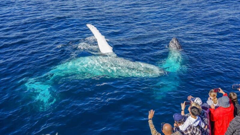 Gold Coast: Premium Whale Watching Cruise - The Sum Up