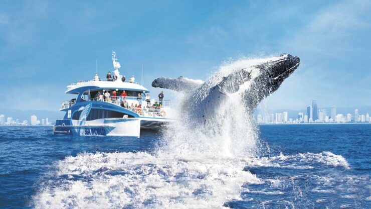 Gold Coast: Premium Whale Watching Cruise With Naturalist - Booking Details
