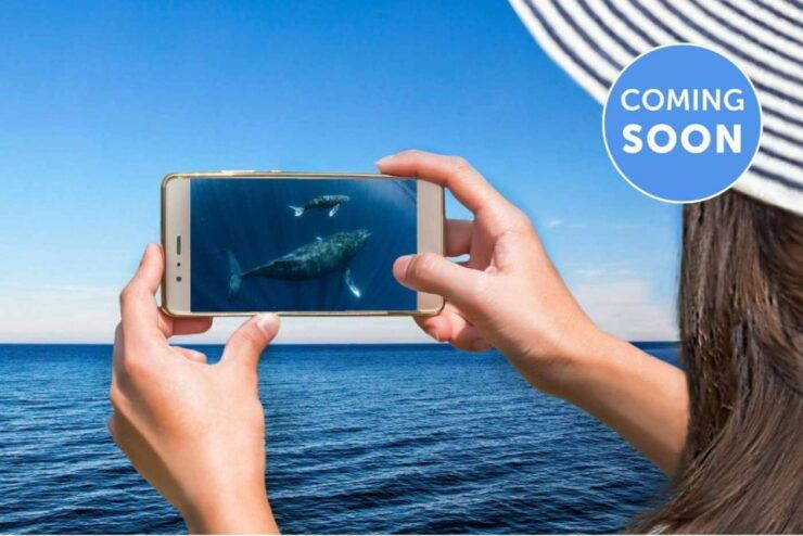Gold Coast: Premium Whale Watching Cruise With Naturalist - Whale Watching Experience